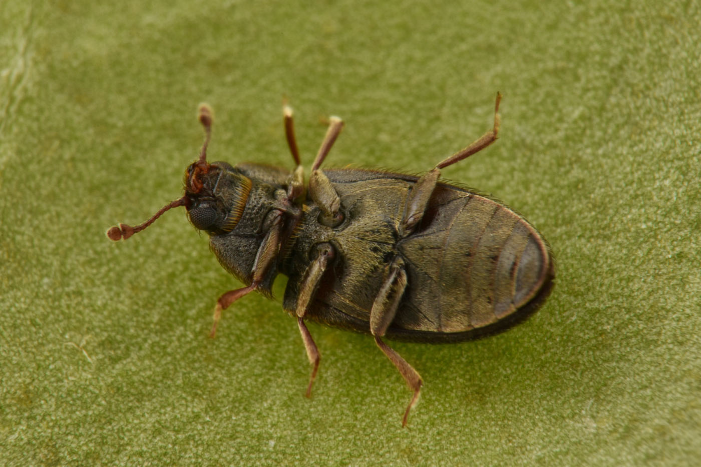 Biphyllidae: Biphyllus lunatus? S.